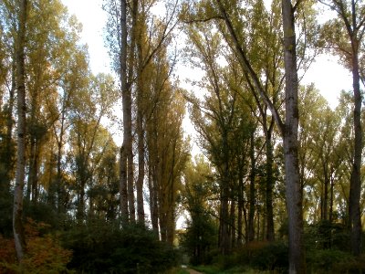 20111024Rheinauenwald_Philippsburg
