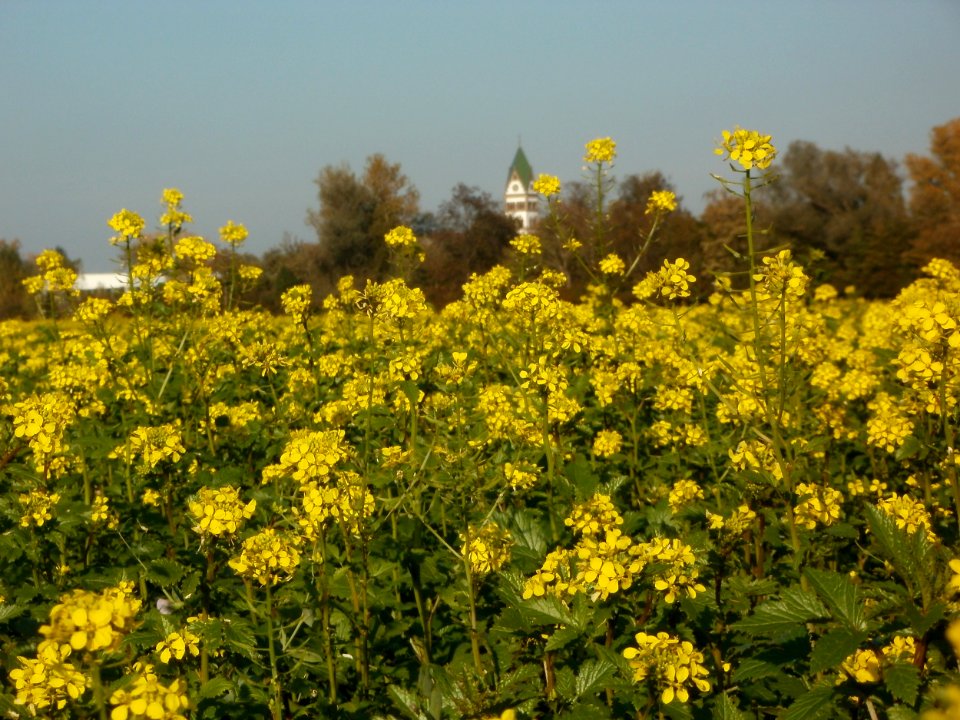 20111022Rapsfeld_Ketsch_4