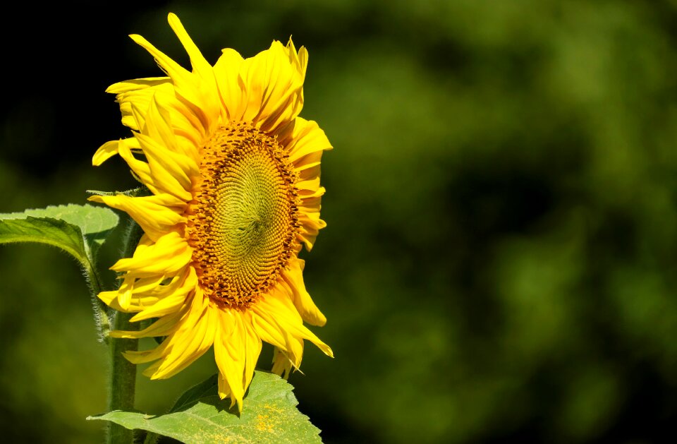Bloom bloom yellow