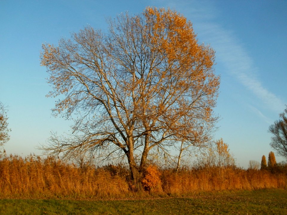 20111031Kotlachgraben_Hockenheim18