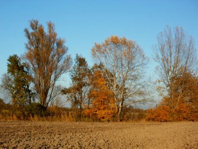 20111031Kotlachgraben_Hockenheim13