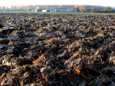 20111031gepfluegtes_Maisfeld_Hockenheim3