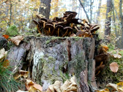 20111030Pilze_Reilinger_Eck_5