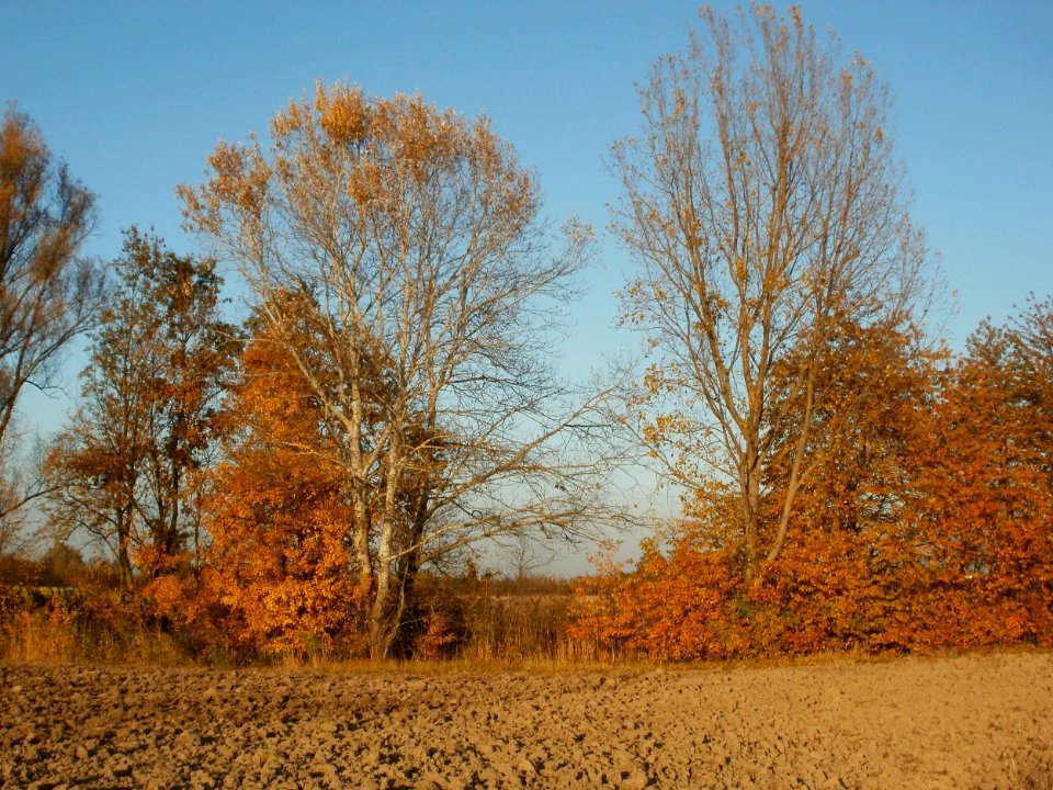20111031Kotlachgraben_Hockenheim10