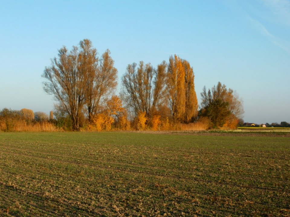 20111031Kotlachgraben_Hockenheim17
