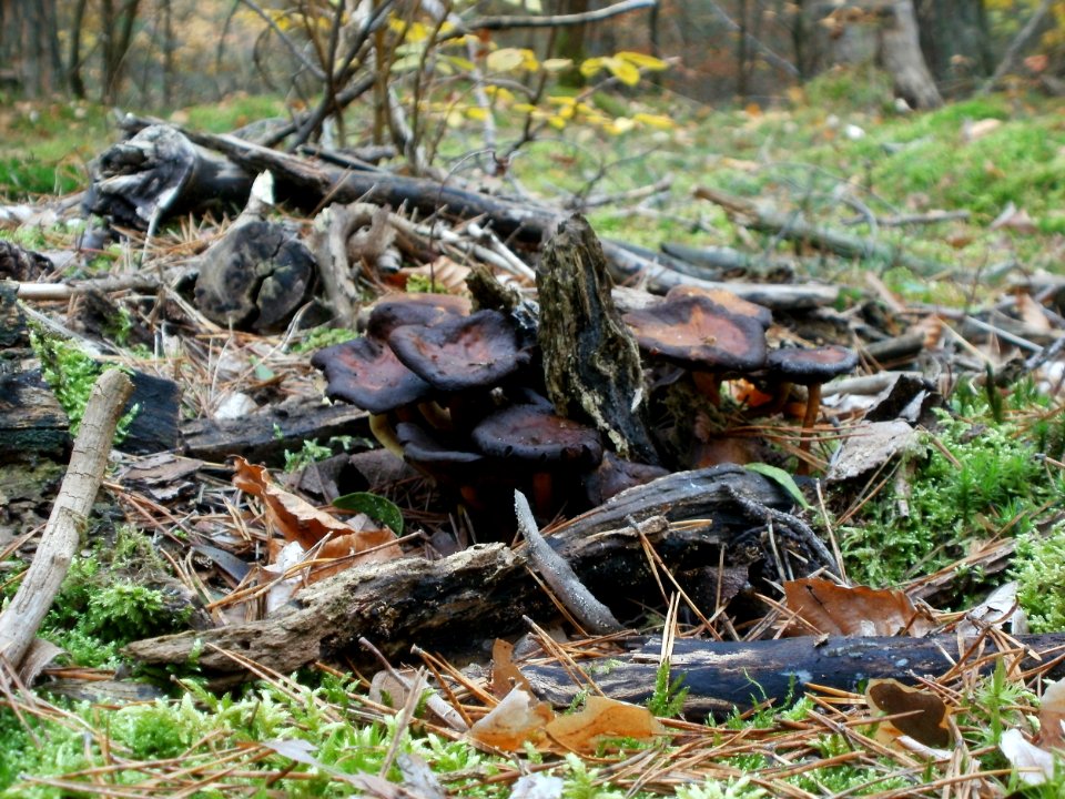 20111030Pilze_Reilinger_Eck_4