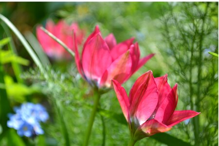 Red flower blossom photo