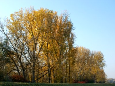 20111023Rheinauenwald_Rheinhausen-Oberhausen1