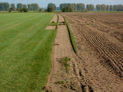 20111023Rasenfeld_Reilingen2