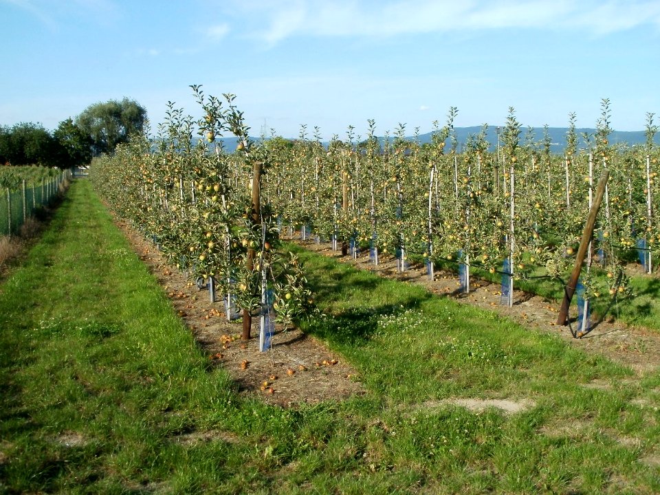 20110802Aepfel_Oftersheim1