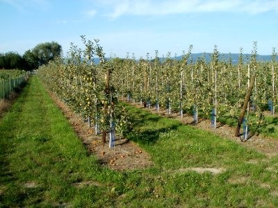 20110802Aepfel_Oftersheim1