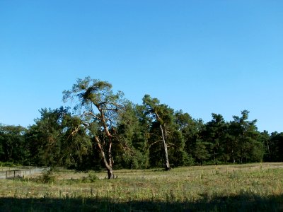20110801Sandhausen_Duenen32