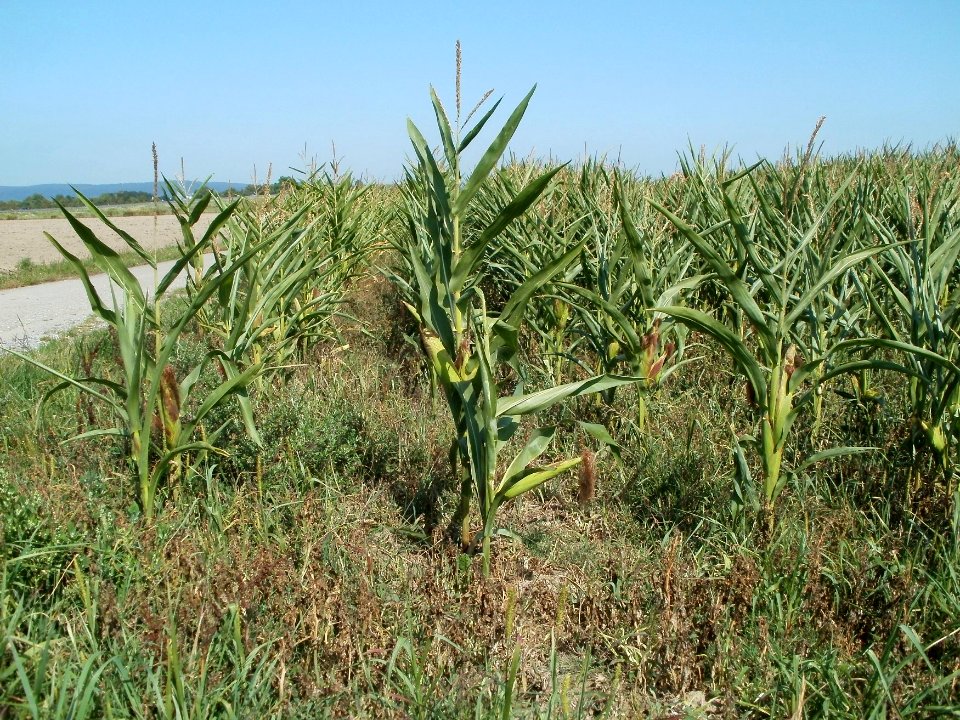 20110801Maisfeld_Walldorf2