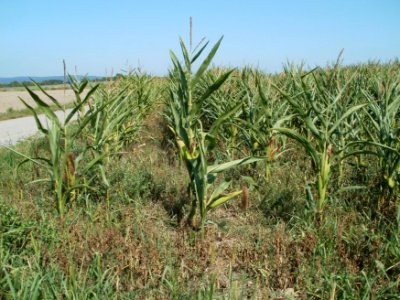 20110801Maisfeld_Walldorf2