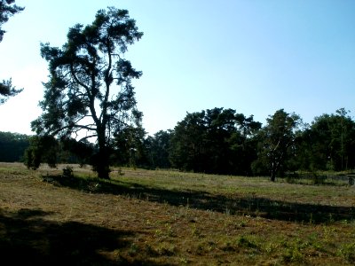 20110801Sandhausen_Duenen29