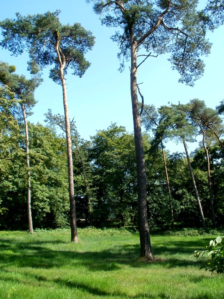 20110801Reilingen_Wald