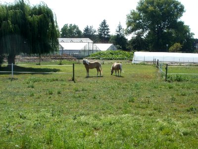 20110801Pferde_Reilingen