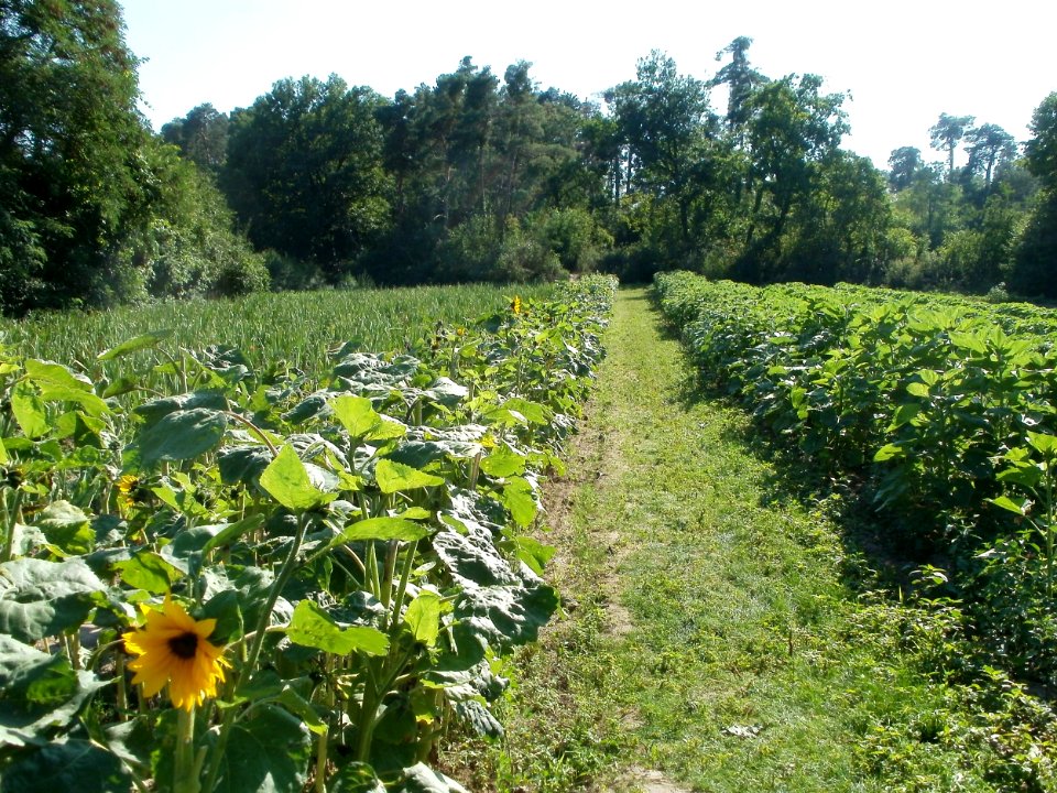 20110801Sandhausen_Sonnenblumen1