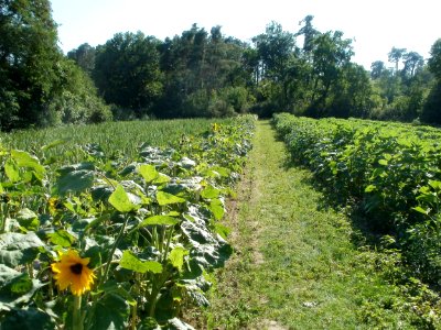 20110801Sandhausen_Sonnenblumen1