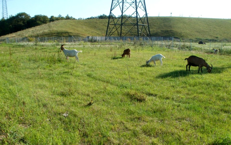 20110801Ziegen_Neurott1