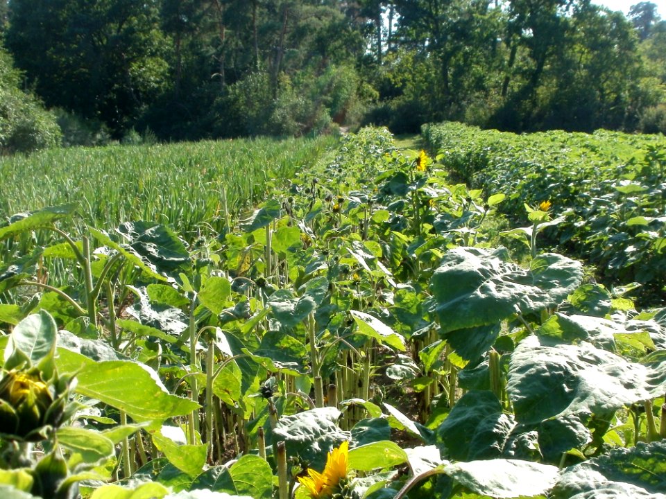 20110801Sandhausen_Sonnenblumen2