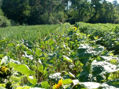 20110801Sandhausen_Sonnenblumen2