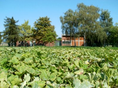 20110801Kuerbisfeld_Wasserwerk_Walldorf