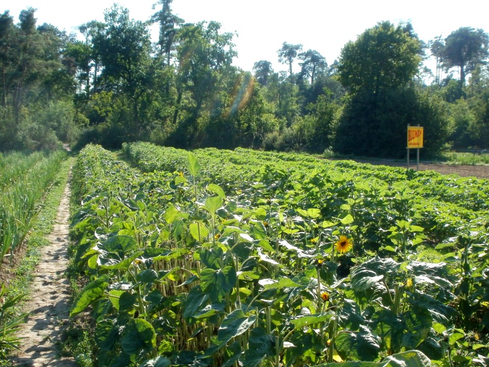 20110801Sandhausen_Sonnenblumen3