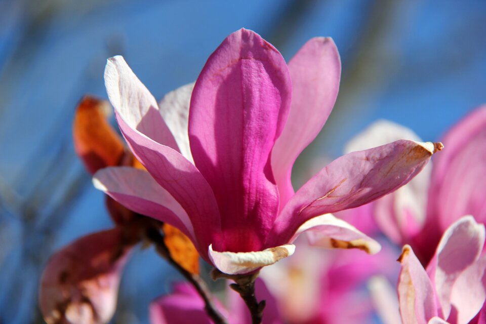 Bloom spring floral photo