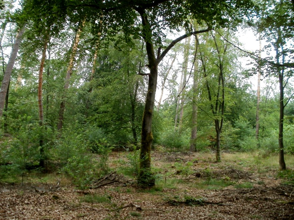 20110731Reilinger_Eck14
