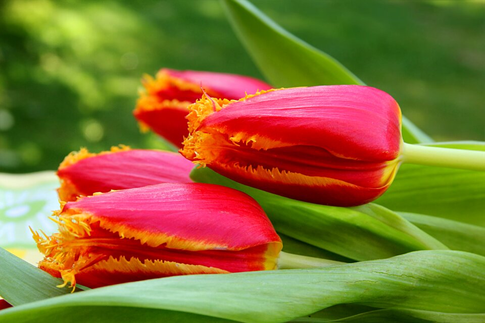 Red yellow lying spring