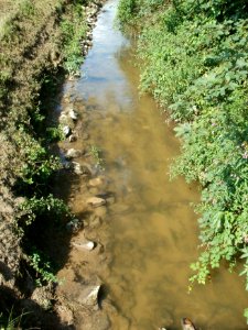 20110728Kriegbach_Altlussheim2