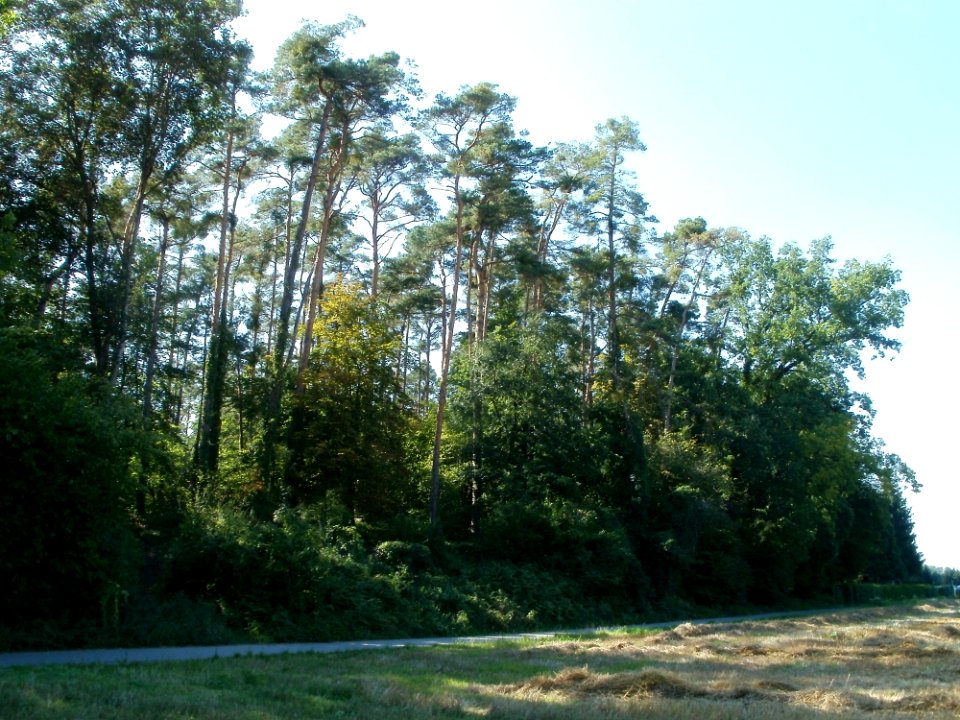 20110801Sandhausen_Duenen02