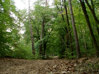 20110731Reilinger_Eck16