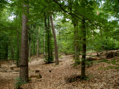 20110731Reilinger_Eck28