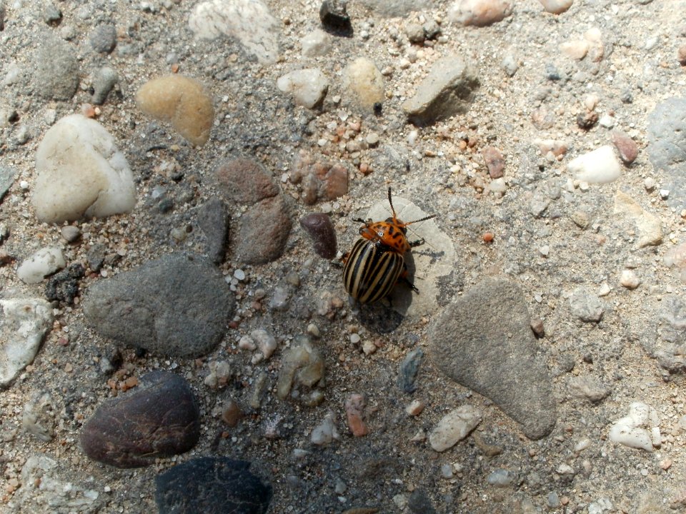20110728Kartoffelkaefer