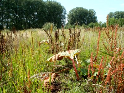 20110728Verwildertes_Rhabarberfeld_Reilingen03
