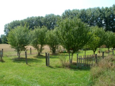 20110728Streuobstwiese_Reilingen1