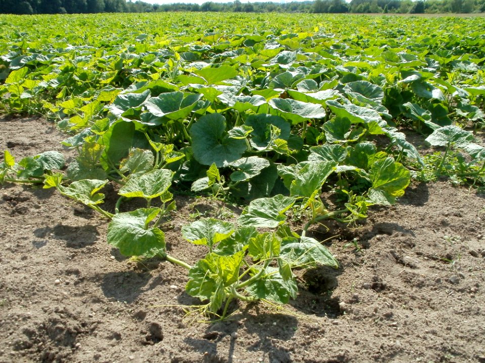 20110728Kuerbisfeld_Altlussheim6