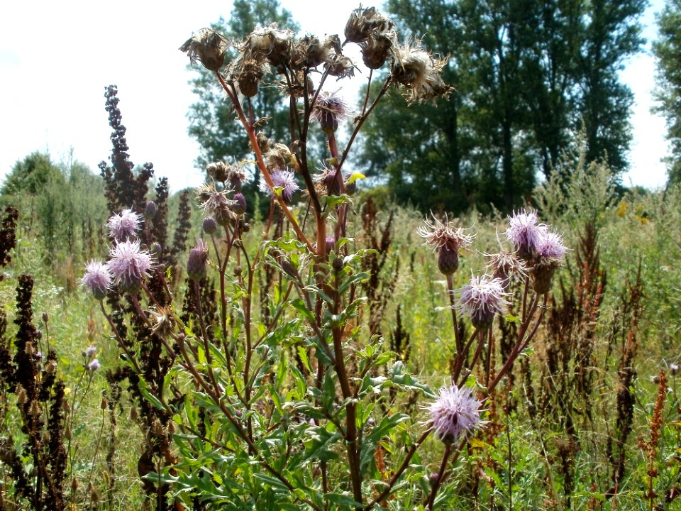 20110728Verwildertes_Rhabarberfeld_Reilingen04