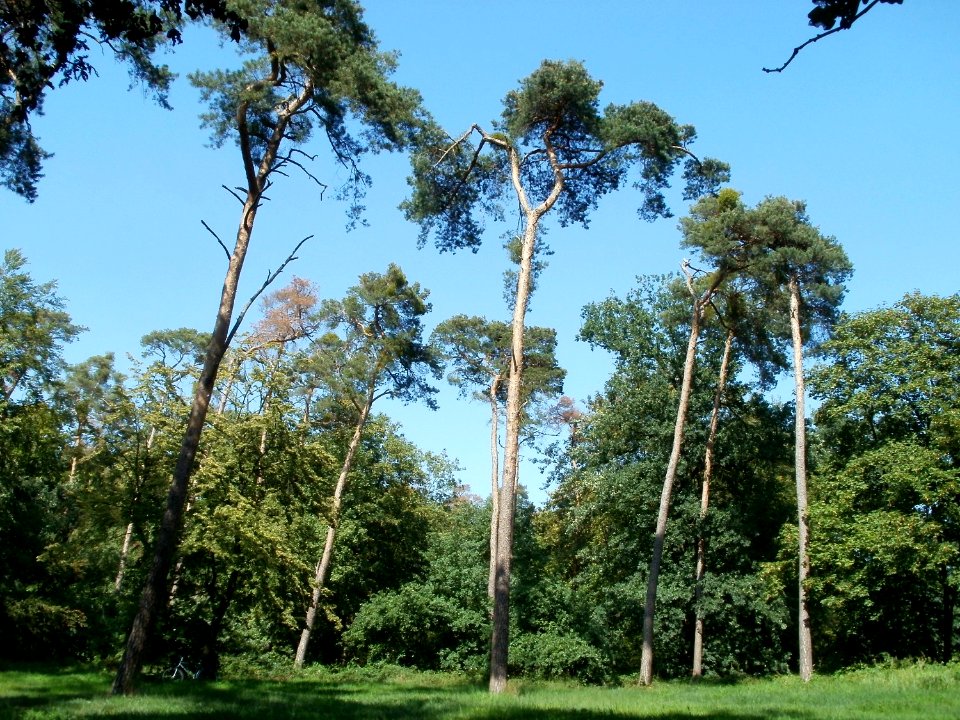 20110801Reilingen_Wald1