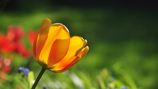 Spring early bloomer green