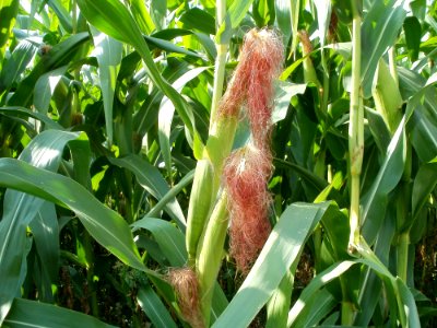 20110728Maisfeld_Altlussheim3