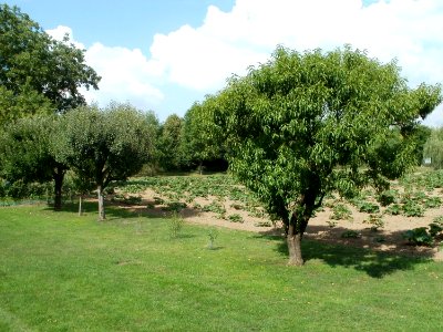 20110728Streuobstwiese_Altlussheim4
