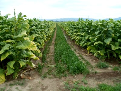 20110730Tabakfeld_Oftersheim01