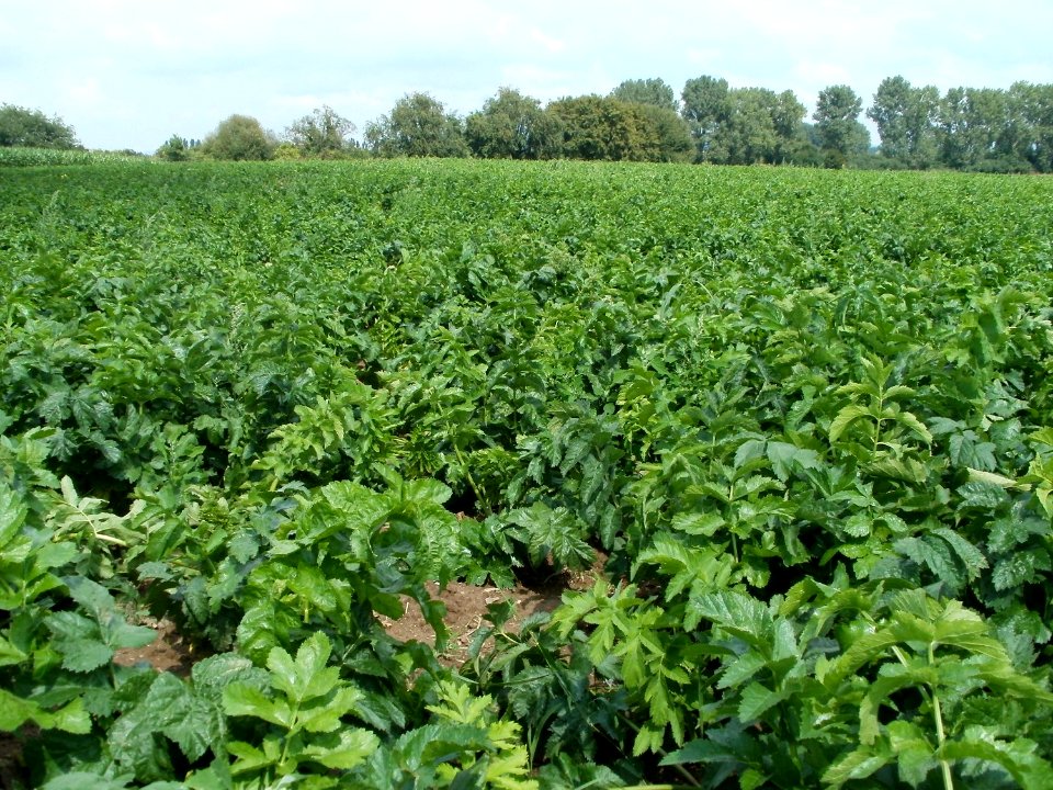 20110728Rettichfeld_Reilingen1