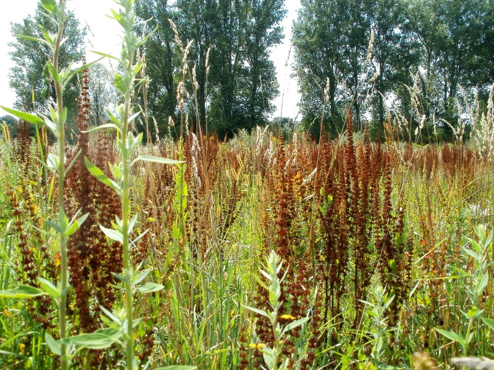 20110728Verwildertes_Rhabarberfeld_Reilingen1