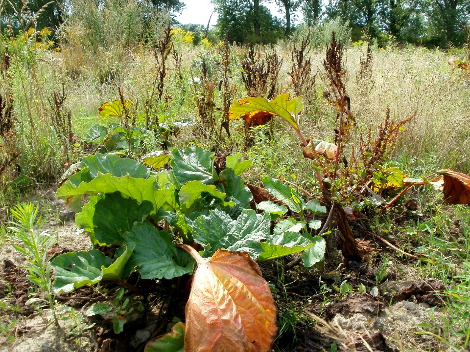 20110728Verwildertes_Rhabarberfeld_Reilingen05