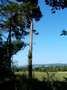 20110801Sandhausen_Duenen05