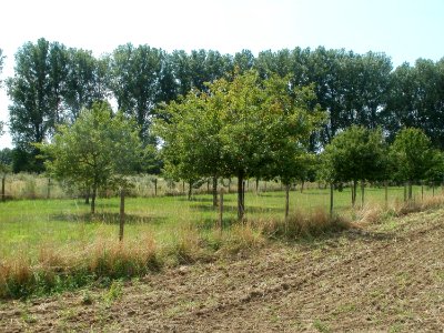 20110728Streuobstwiese_Reilingen2